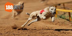 Cược Đua Chó - Hình Thức Giải Trí Hấp Dẫn Tại Sân Chơi 188BET Cược Đua Chó – Hình Thức Kích Cầu Hấp Dẫn Tại Sân Chơi 188BET